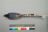 臺灣藍鵲藏品圖，第2張